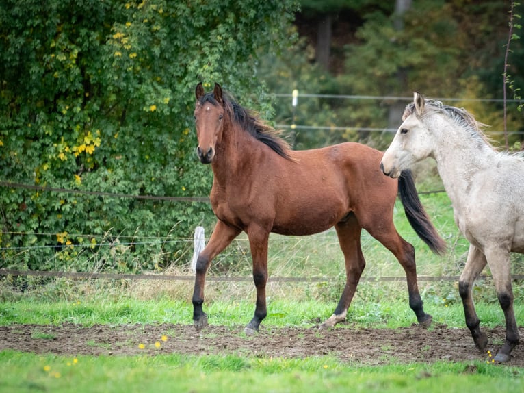 Berber Stallion 2 years 15.1 hh Brown in Goé