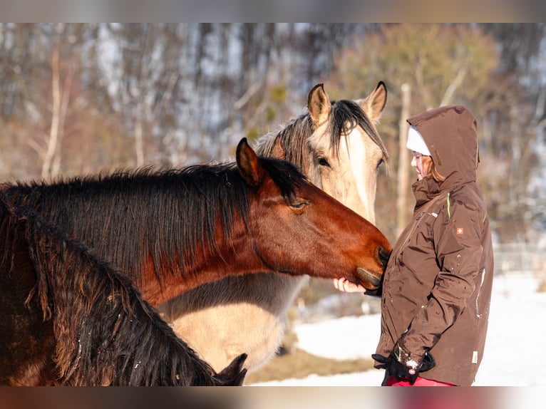 Berber Stallion 2 years 15.1 hh Brown in Goé