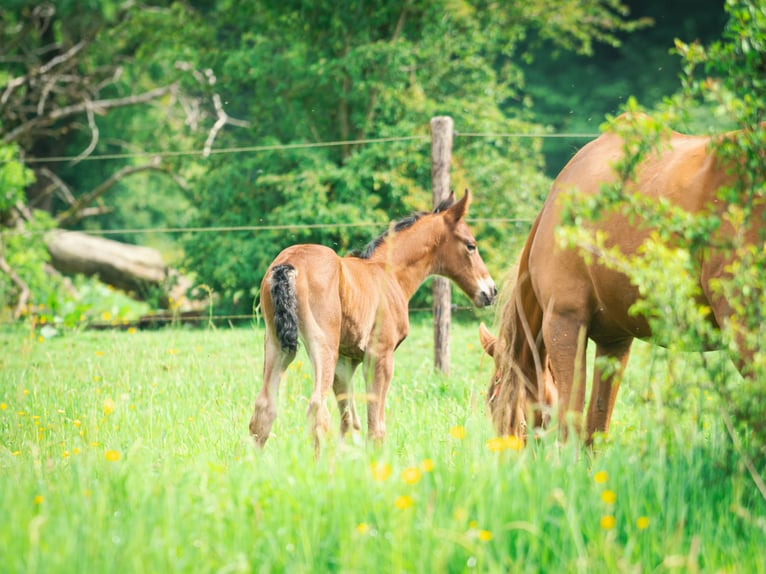 Berber Stallion 2 years 15.1 hh Brown in Goé