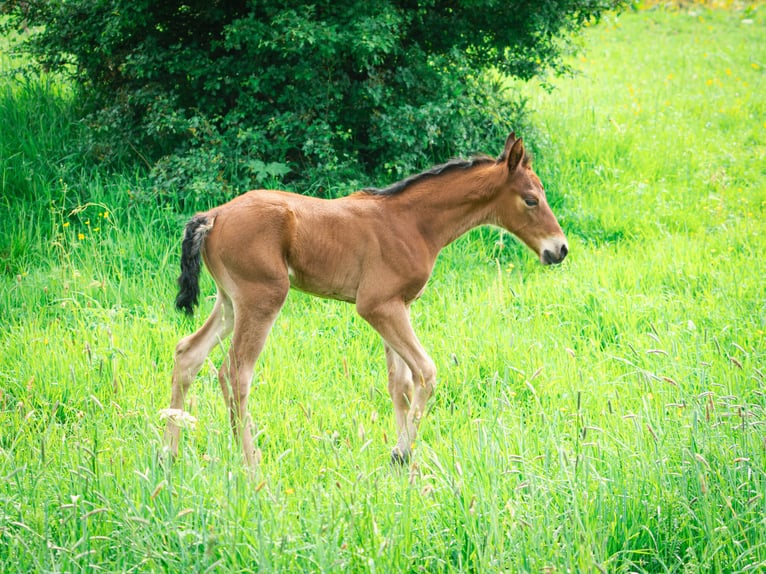 Berber Stallion 2 years 15.1 hh Brown in Goé