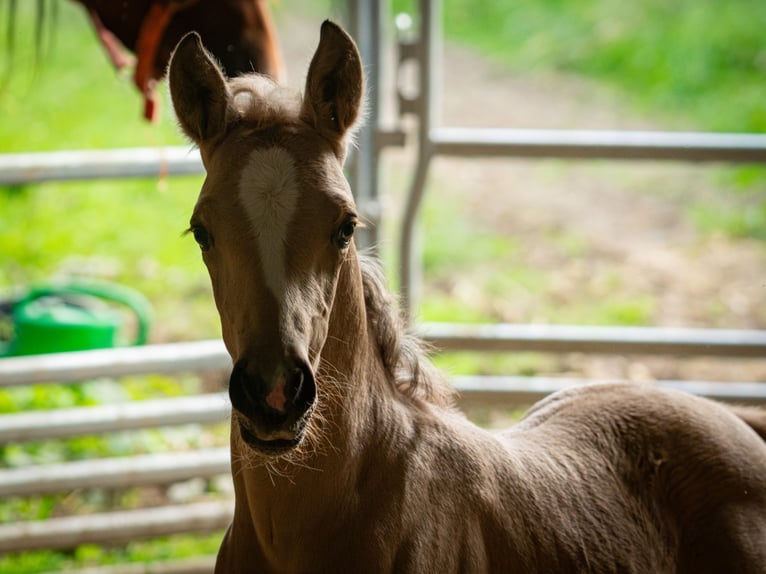 Berber Stallion 2 years 15.1 hh Buckskin in goe