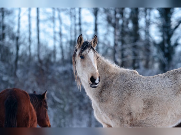 Berber Stallion 2 years 15.1 hh Buckskin in goe