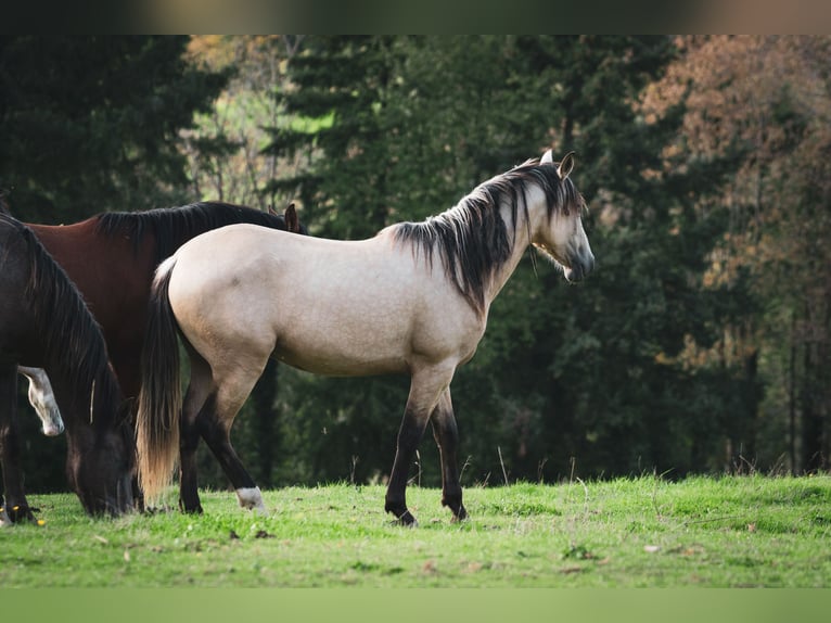 Berber Stallion 2 years 15.1 hh Buckskin in goe