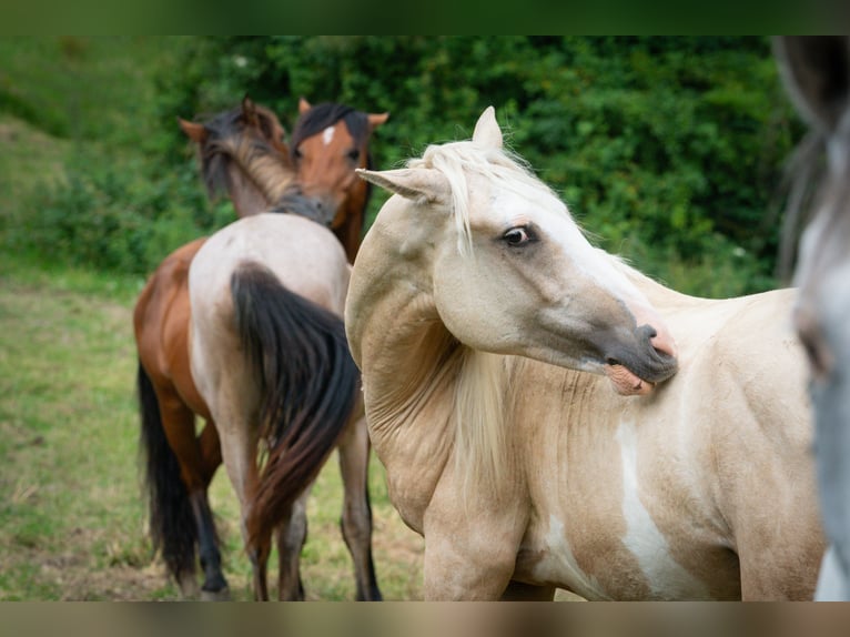 Berber Stallion 2 years 15,1 hh Sabino in Goé