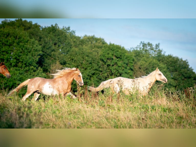 Berber Stallion 2 years 15,1 hh Sabino in Goé