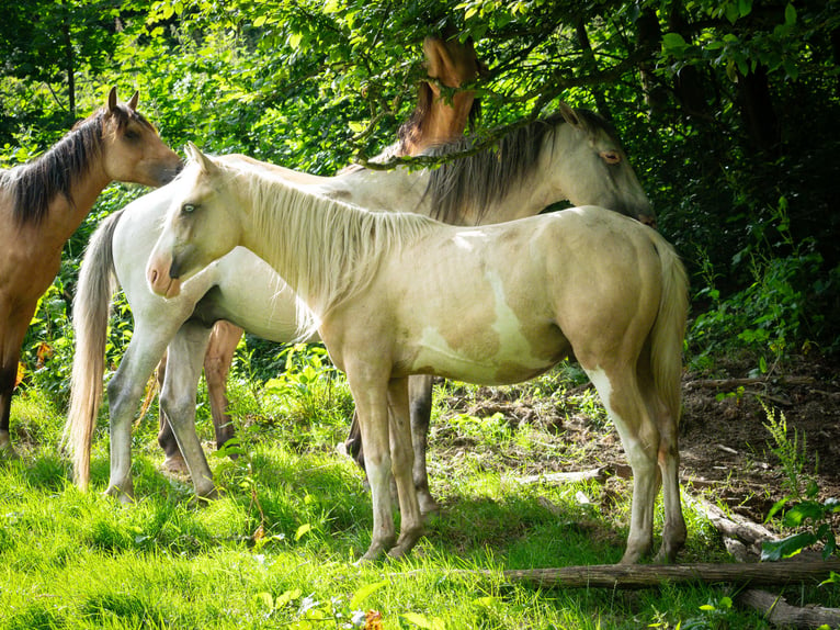 Berber Stallion 2 years 15,1 hh Sabino in Goé