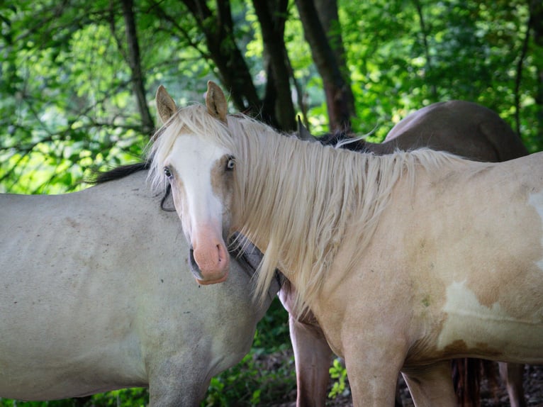 Berber Stallion 2 years 15,1 hh Sabino in Goé