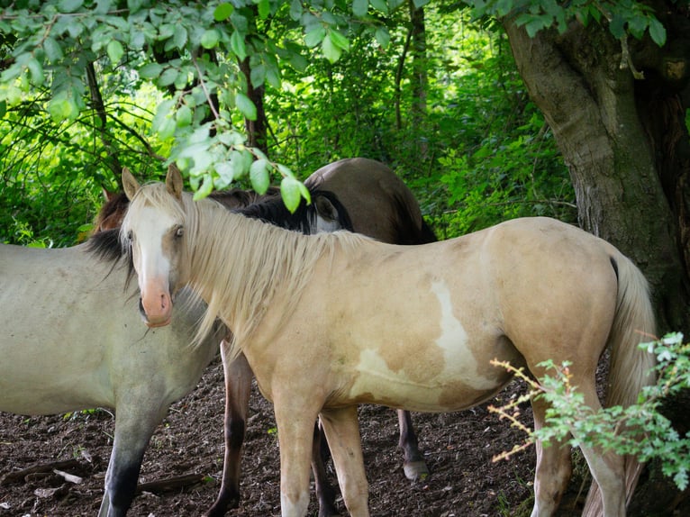 Berber Stallion 2 years 15,1 hh Sabino in Goé