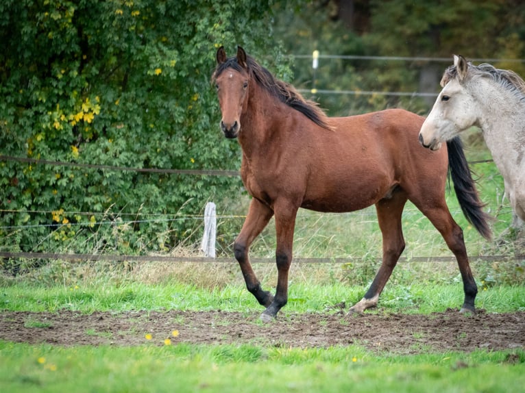 Berber Stallion 2 years 15,1 hh Brown in Goé