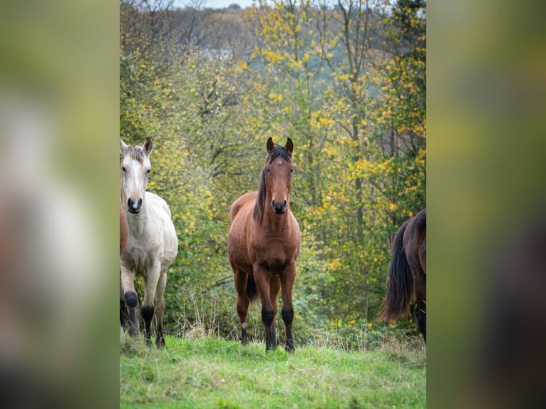 Berber Stallion 2 years 15,1 hh Brown in Goé