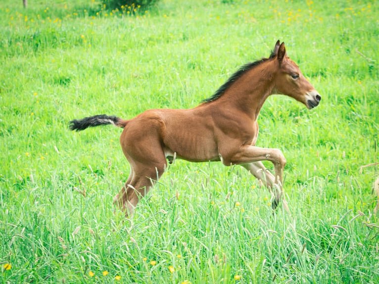 Berber Stallion 2 years 15,1 hh Brown in Goé