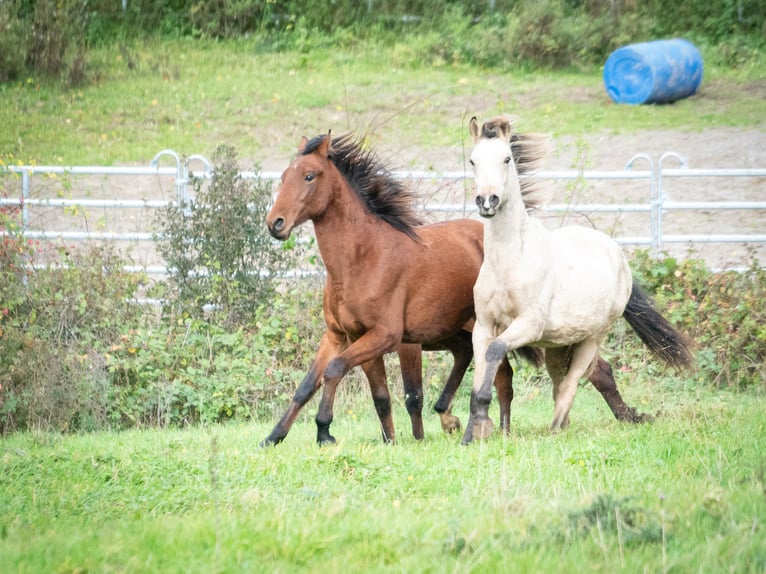Berber Stallion 2 years 15,1 hh Brown in Goé