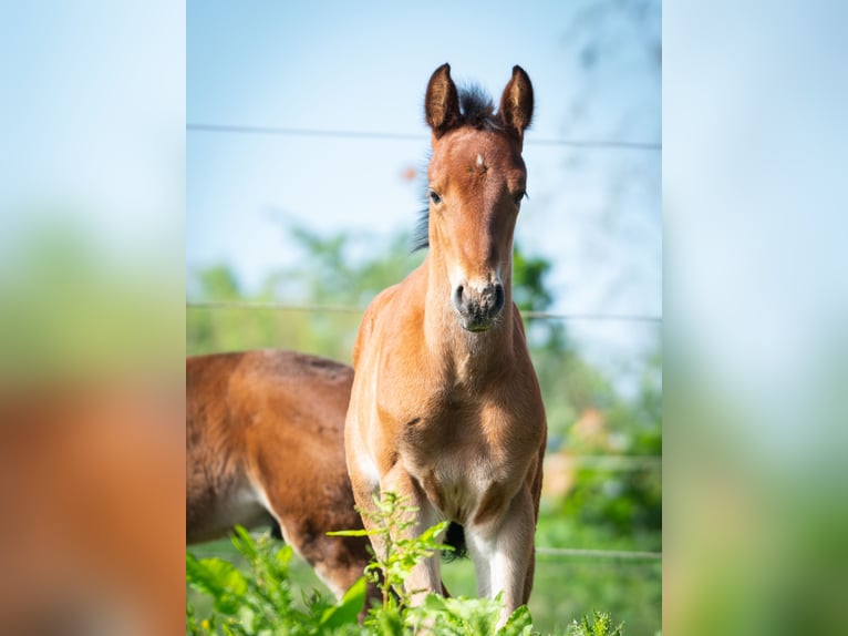 Berber Stallion 2 years 15,1 hh Brown in Goé