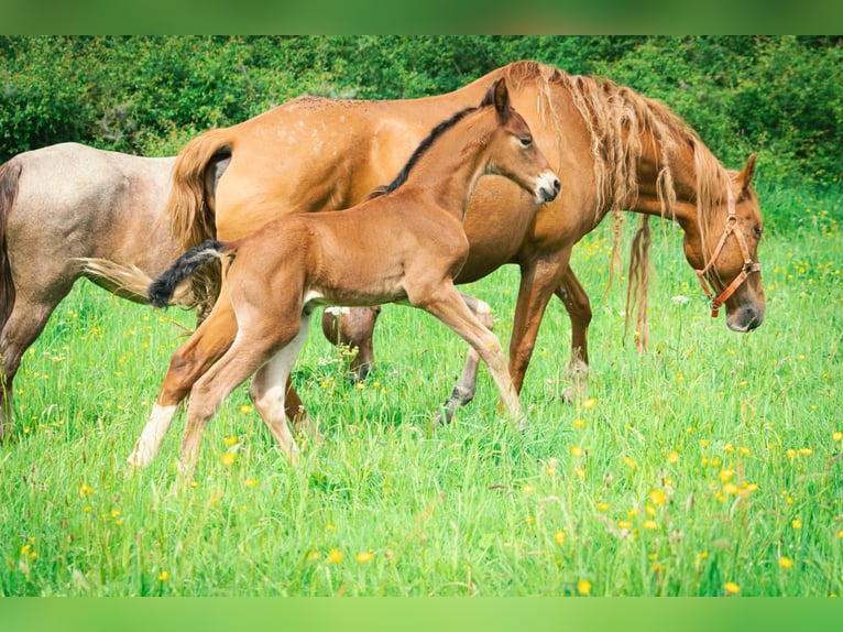Berber Stallion 2 years 15,1 hh Brown in Goé