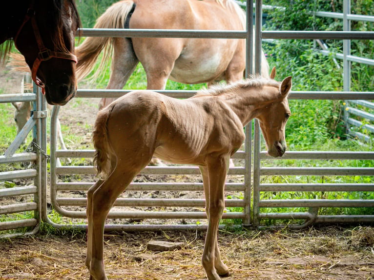 Berber Stallion 2 years 15,1 hh Buckskin in goe