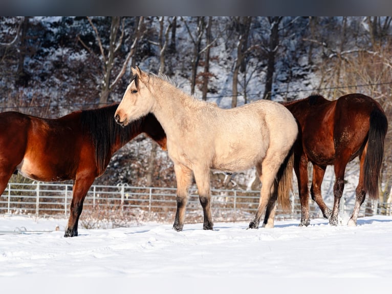 Berber Stallion 2 years 15,1 hh Buckskin in goe
