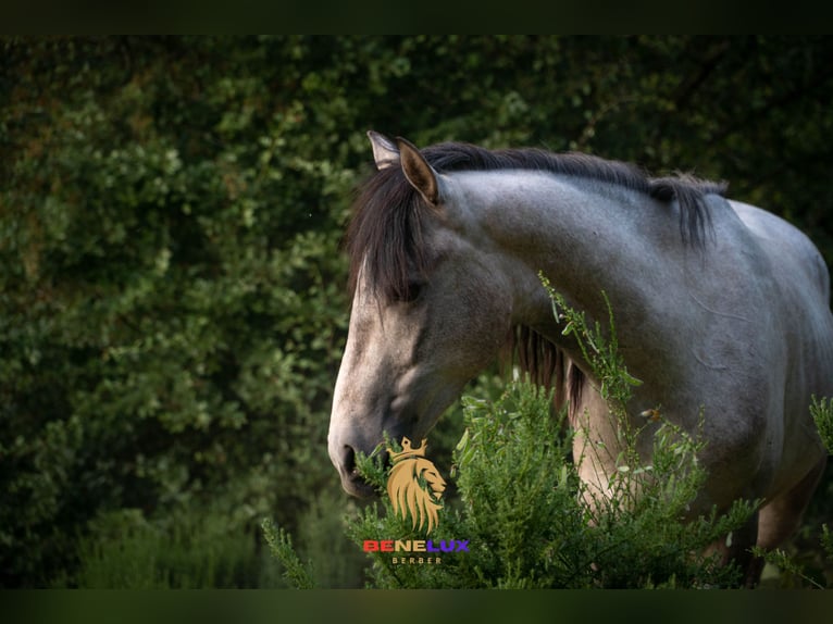 Berber Stallion 3 years 14,2 hh Gray-Blue-Tan in Langerwehe