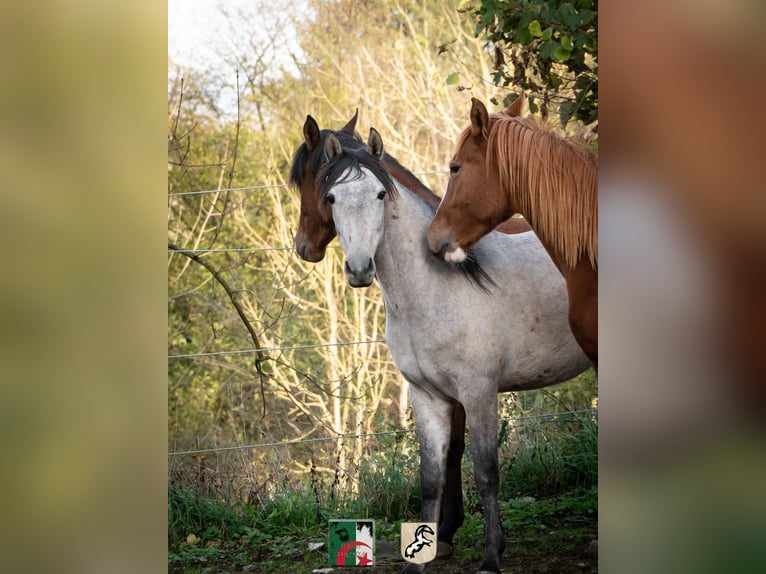 Berber Stallion 3 years 14,2 hh Gray-Blue-Tan in Langerwehe