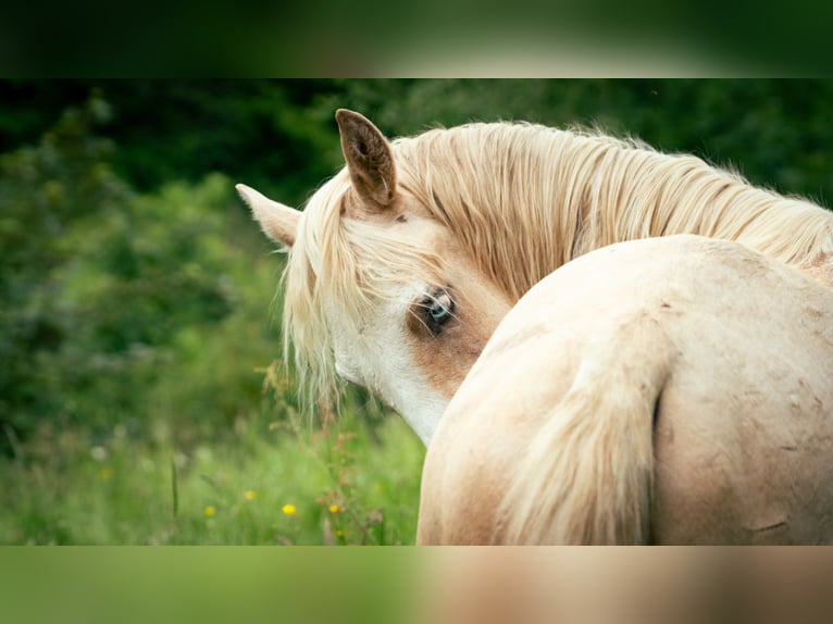 Berber Stallion 3 years 14,3 hh in goe