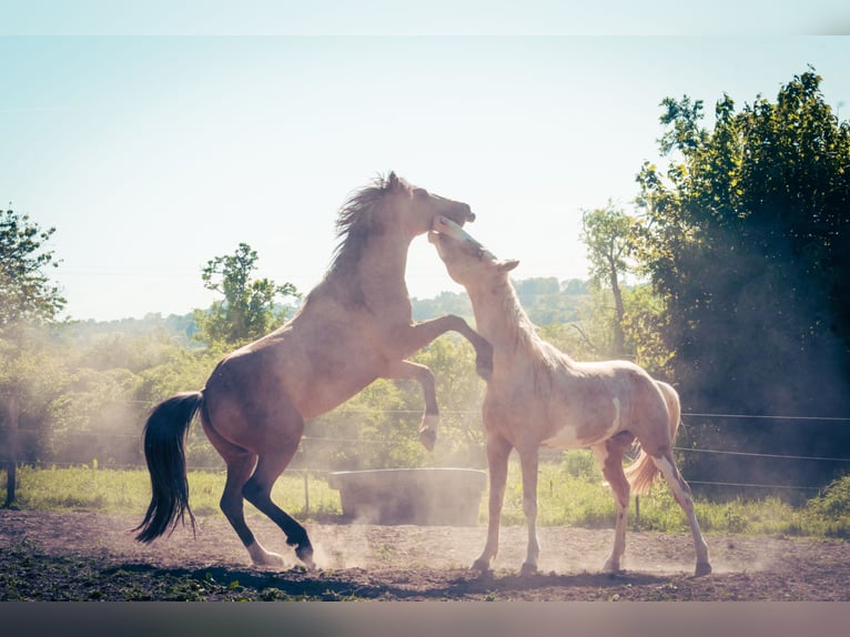 Berber Stallion 3 years 14,3 hh Buckskin in Go&#xE9;