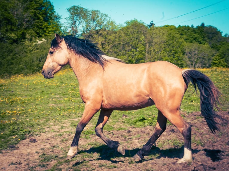 Berber Stallion 3 years 14,3 hh Buckskin in Go&#xE9;