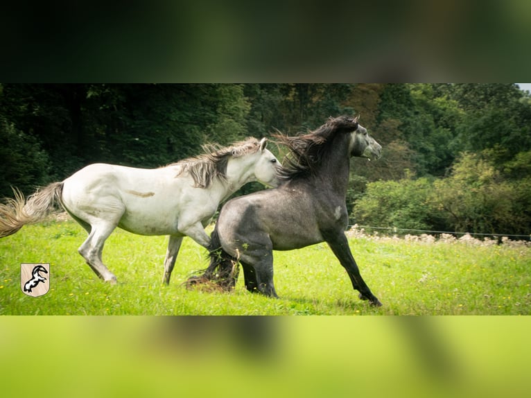 Berber Stallion 3 years 15,1 hh Brown Falb mold in Goe