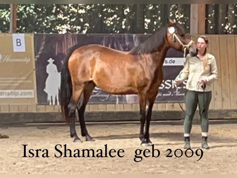 Berber Stallion 3 years 15,1 hh Brown in Lienen