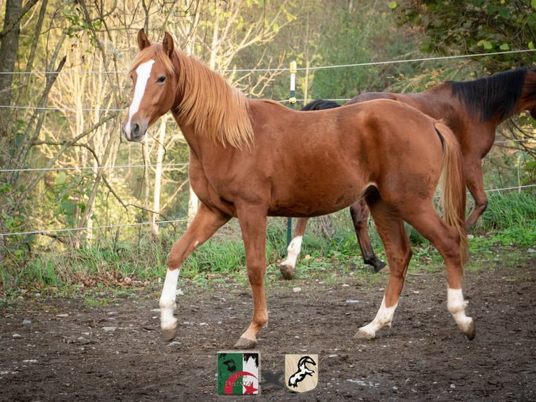 Berber Stallion 3 years 15,1 hh Chestnut-Red in Langerwehe