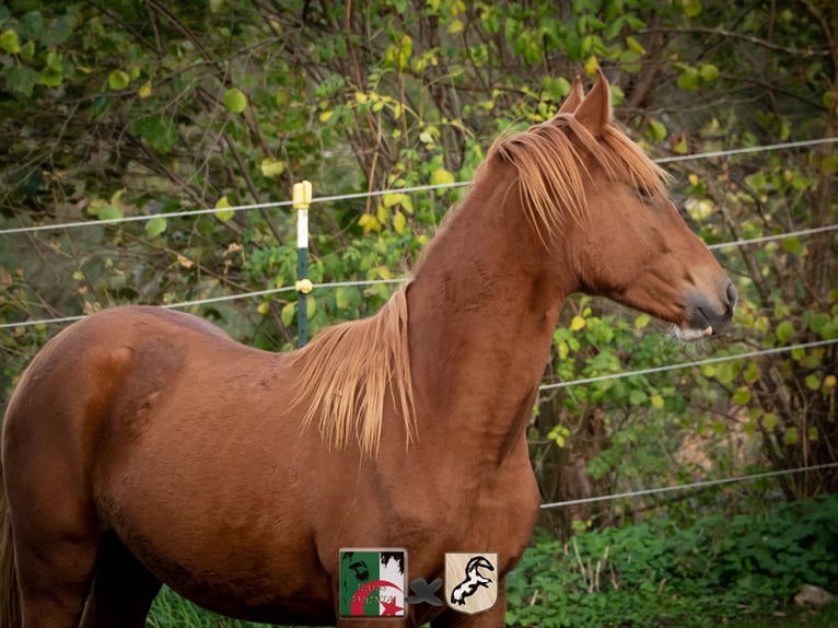 Berber Stallion 3 years 15,1 hh Chestnut-Red in Langerwehe