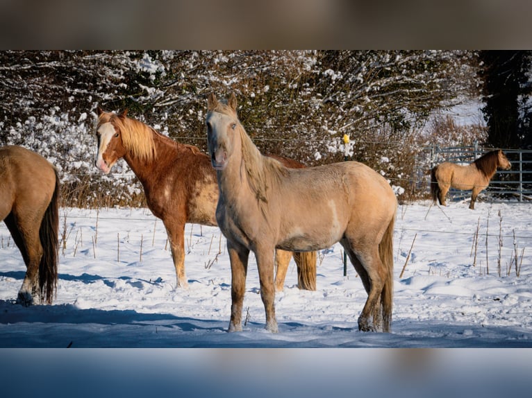 Berber Stallion 3 years 15,1 hh Sabino in Go&#xE9;