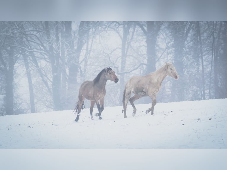 Berber Stallion 3 years 15,1 hh Sabino in Go&#xE9;