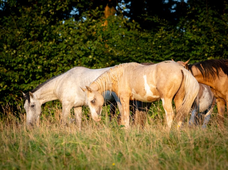 Berber Stallion 3 years 15,1 hh Sabino in Goé