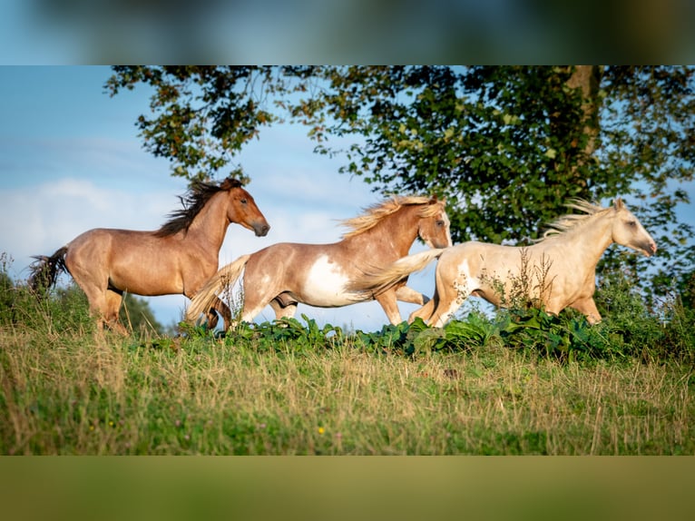 Berber Stallion 3 years 15,1 hh Sabino in Goé