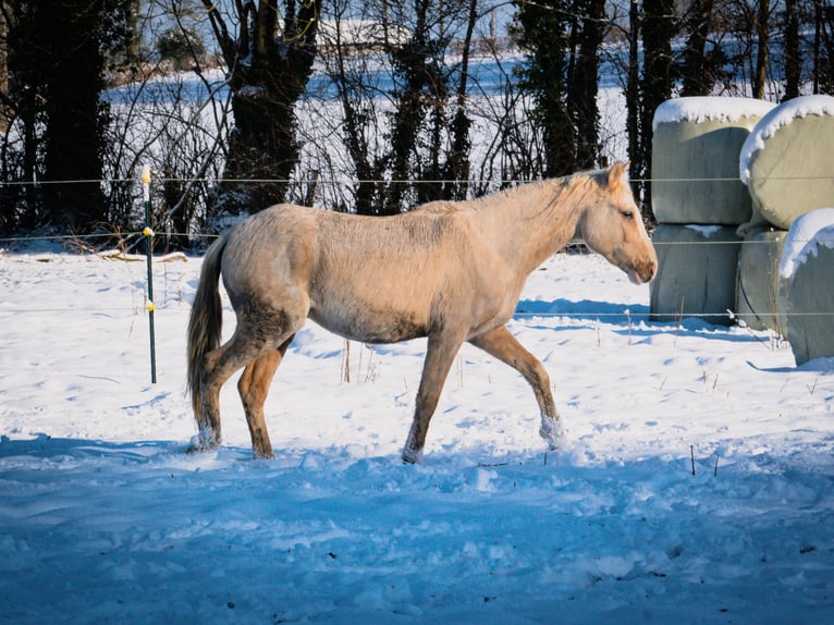 Berber Stallion 3 years 15,1 hh Sabino in Go&#xE9;