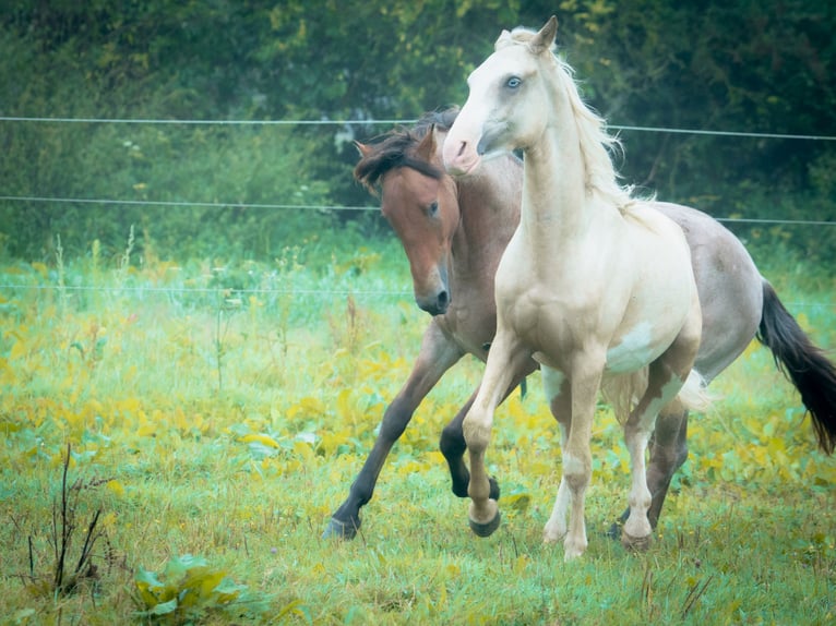 Berber Stallion 3 years 15,1 hh Sabino in Goé