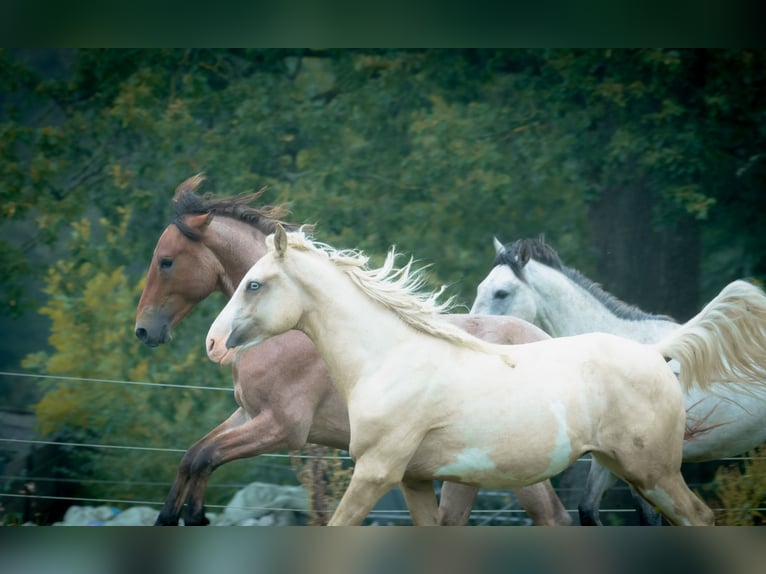 Berber Stallion 3 years 15,1 hh Sabino in Goé