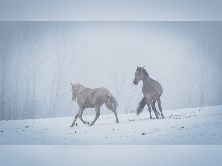 Berber Stallion 3 years 15,1 hh Sabino in Go&#xE9;