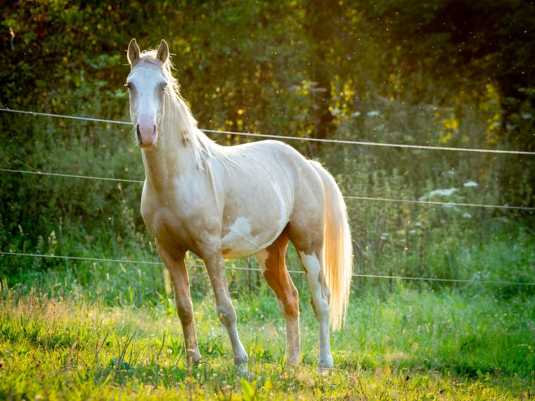 Berber Stallion 3 years 15,1 hh Sabino in Goé