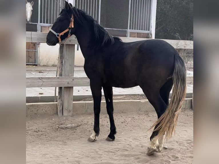 Berber Stallion 3 years 15 hh Black in souk ahras