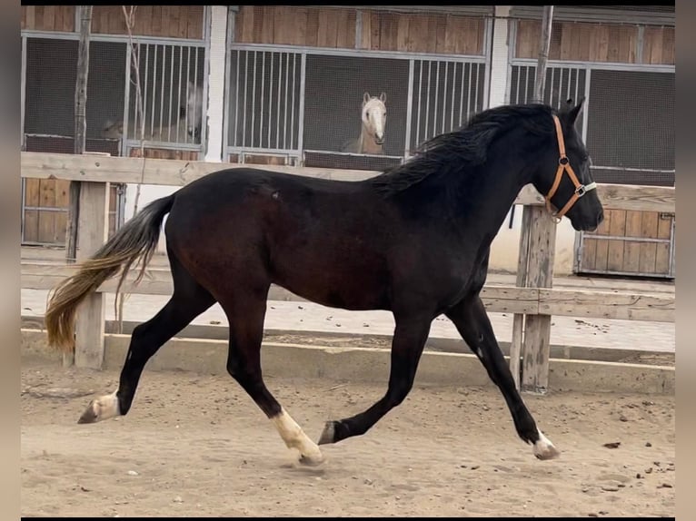 Berber Stallion 3 years 15 hh Black in souk ahras