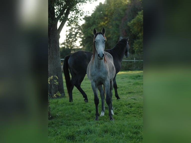 Berber Stallion 3 years 15 hh Gray in Grafschaft