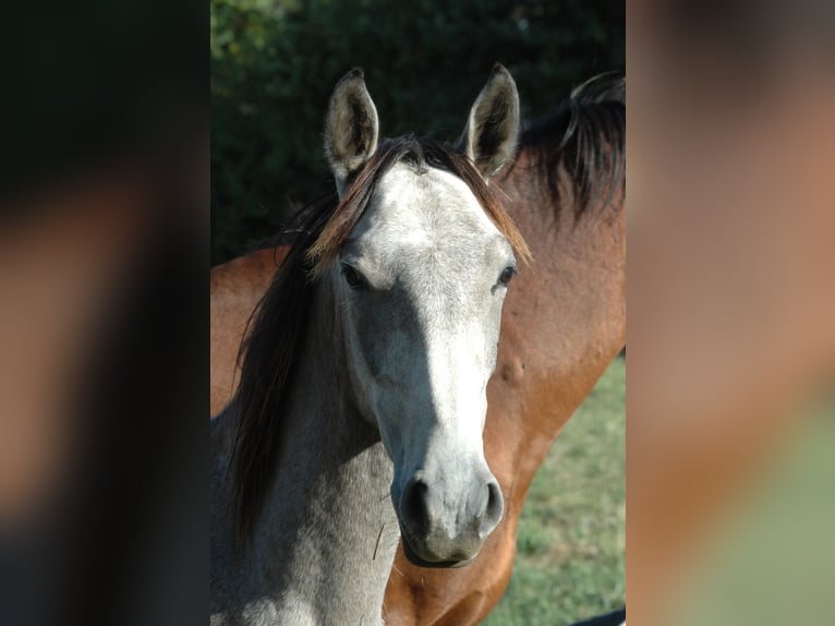 Berber Stallion 3 years 15 hh Gray in Grafschaft