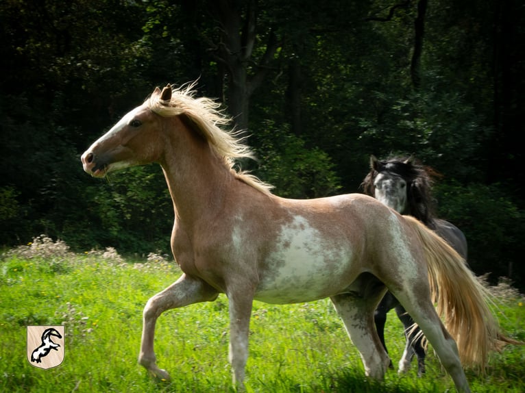 Berber Stallion 3 years 15 hh Sabino in Goe