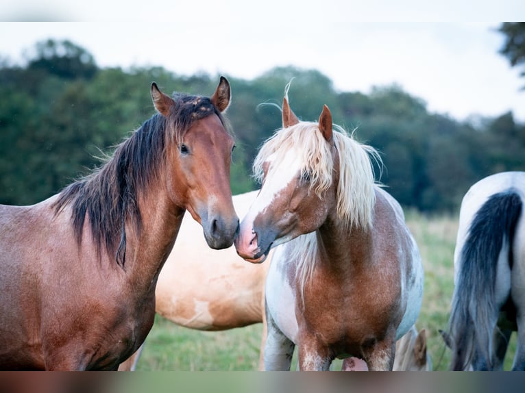 Berber Stallion 3 years 15 hh Sabino in Goe