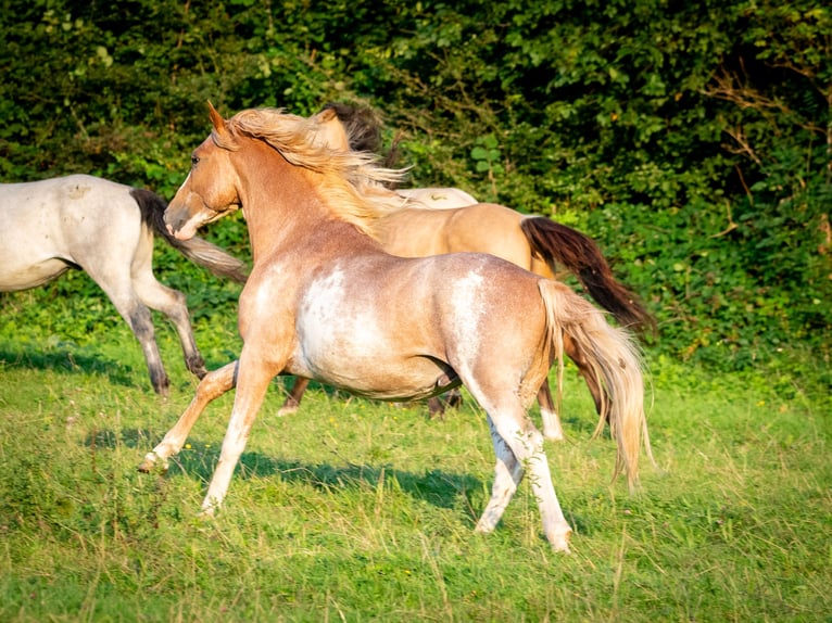 Berber Stallion 3 years 15 hh Sabino in Goe