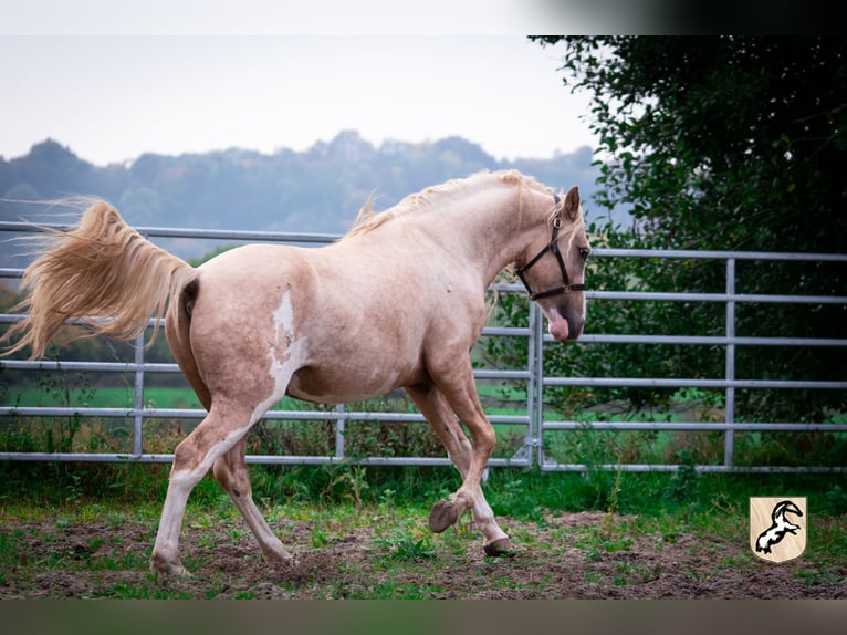 Berber Stallion 3 years 15,1 hh Sabino in Go&#xE9;