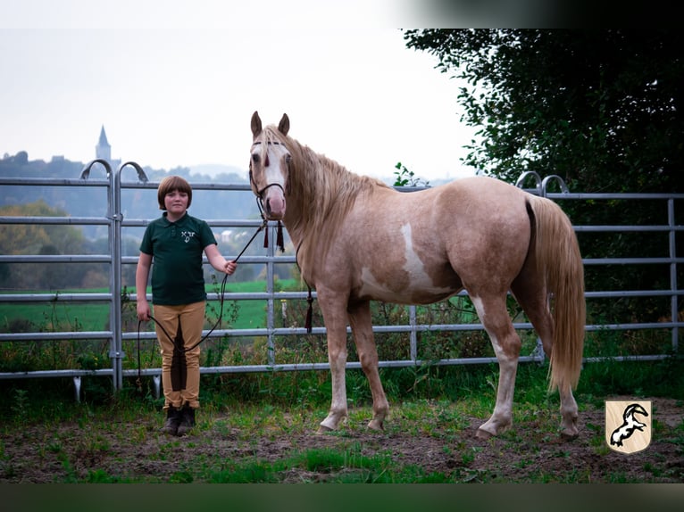 Berber Stallion 3 years 15,1 hh Sabino in Go&#xE9;