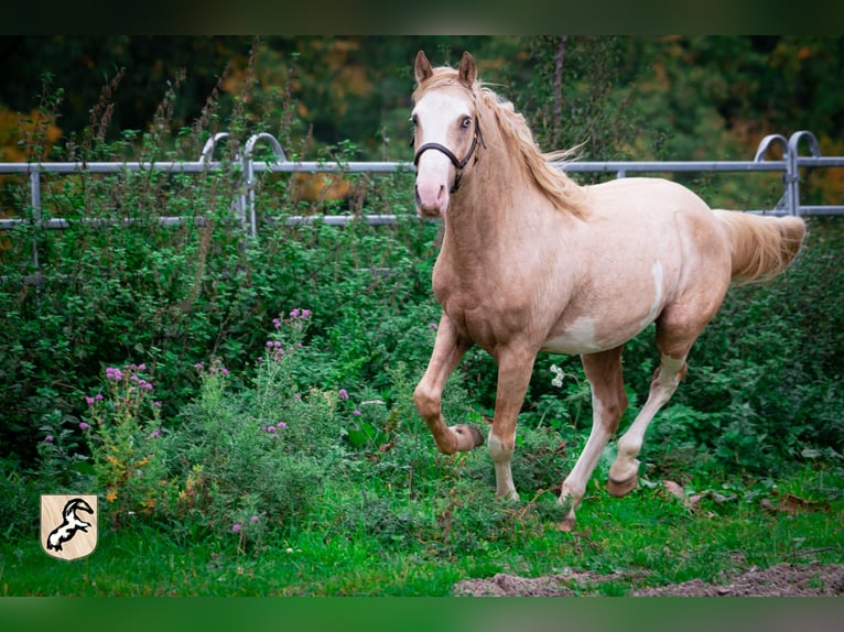 Berber Stallion 3 years 15,1 hh Sabino in Go&#xE9;