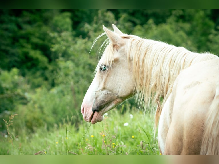 Berber Stallion 4 years 14,3 hh in goe