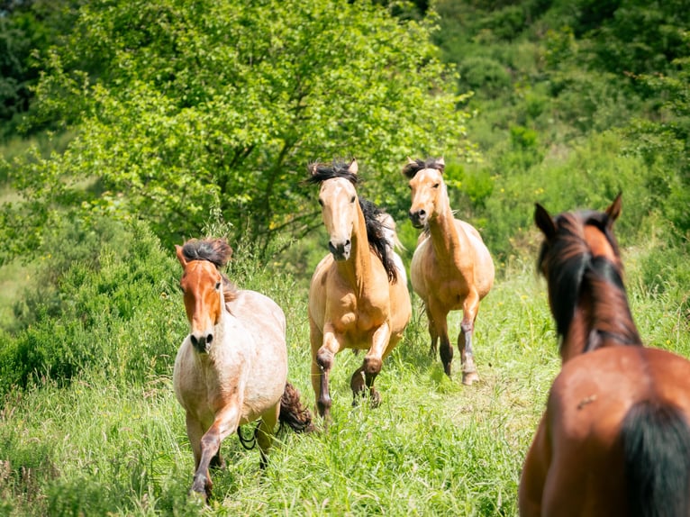 Berber Stallion 4 years 14,3 hh in goe